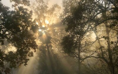 Everyday wonder: on noticing the beauty in the ordinary